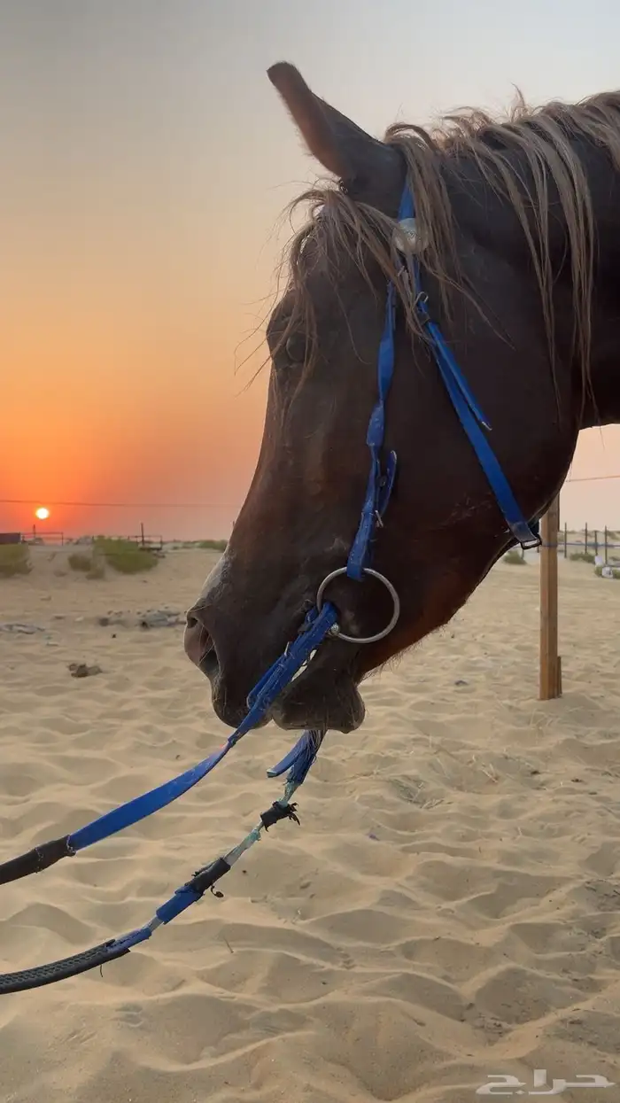 خيل 5