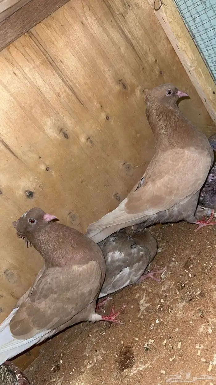 جوز قطايف صفر مقنبرات بعياله 1