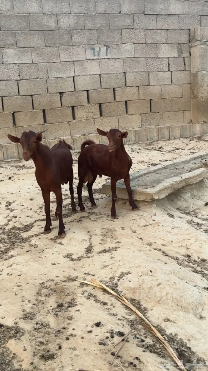 فحول دهم( تم البيع ) 1