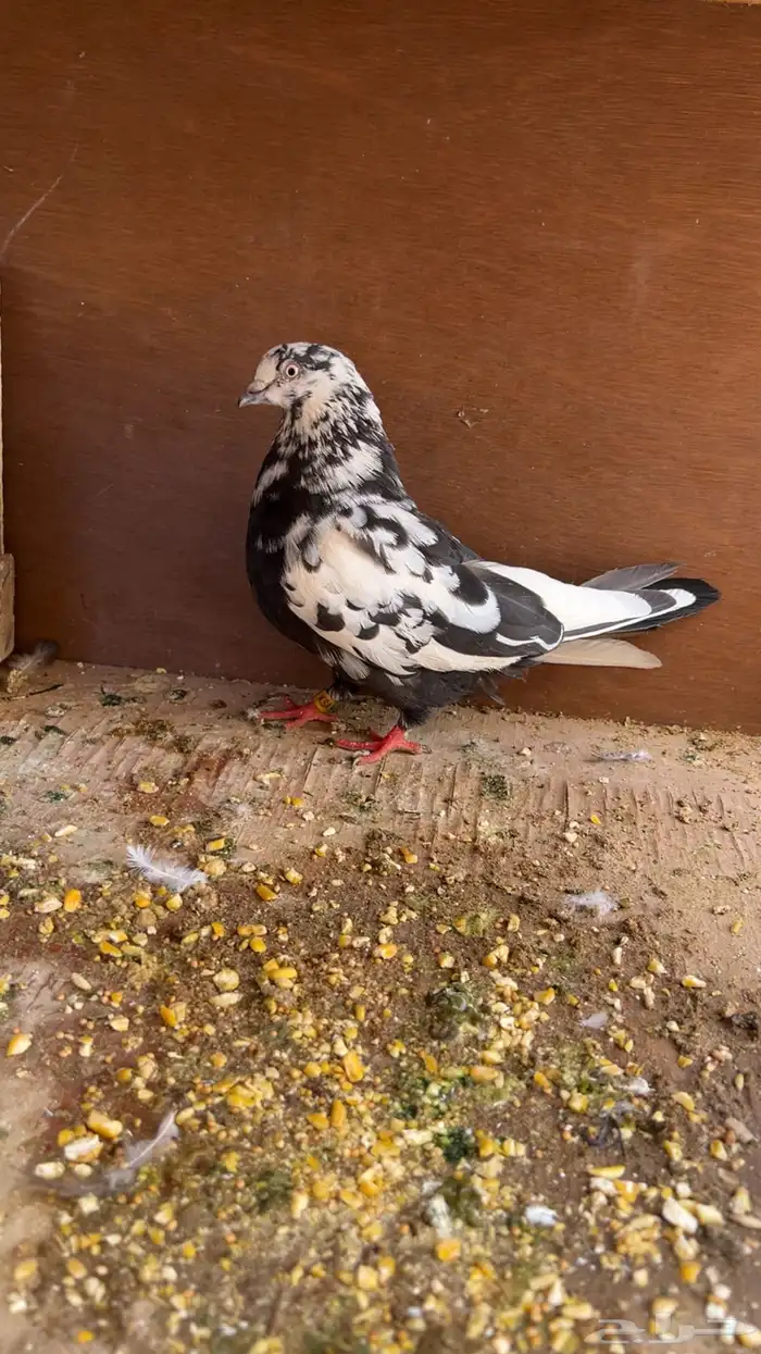 جوز قطايف نمش معرف ونوادر 1