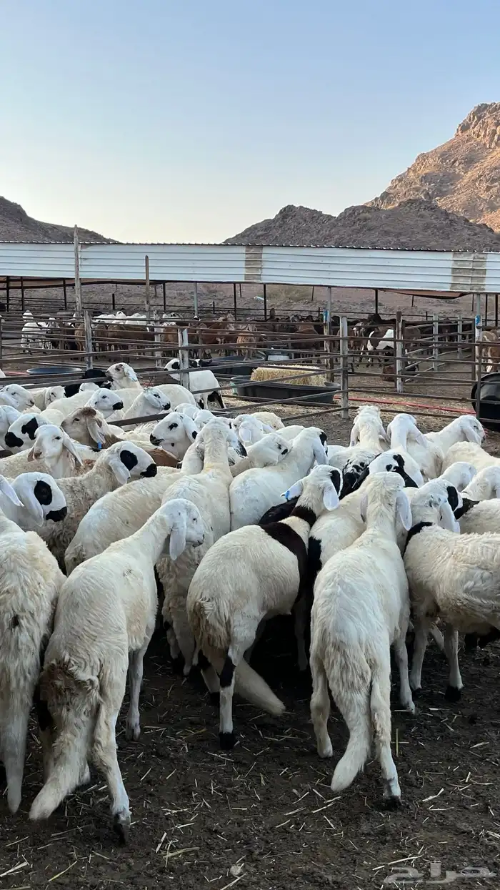 طليان سواكن دمازين شبيه الحري مرابى 8