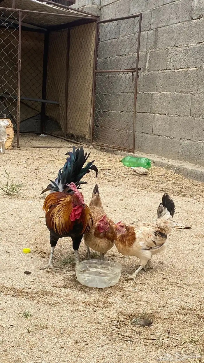 دجاج بلدي كفو 4