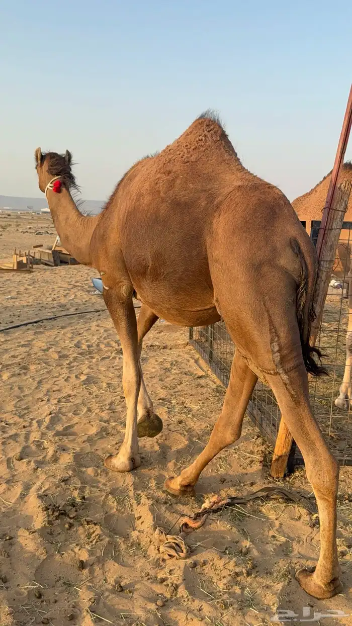 للبيع 2 بكار جذعات ملاقي على وشك تلد 2