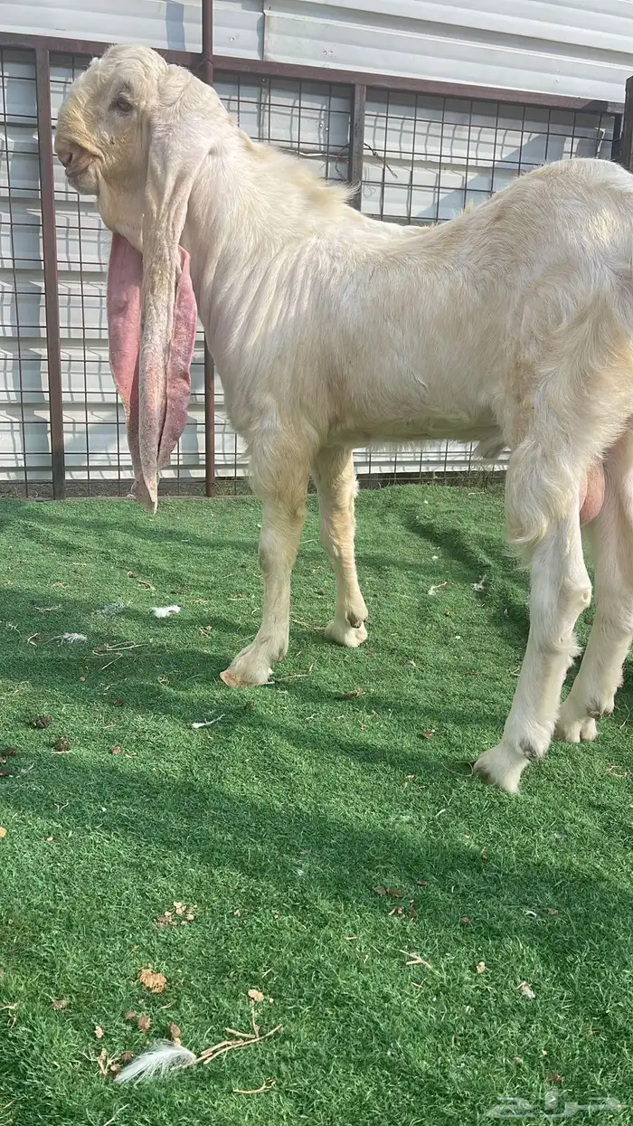 تيس هولندي صنف 0