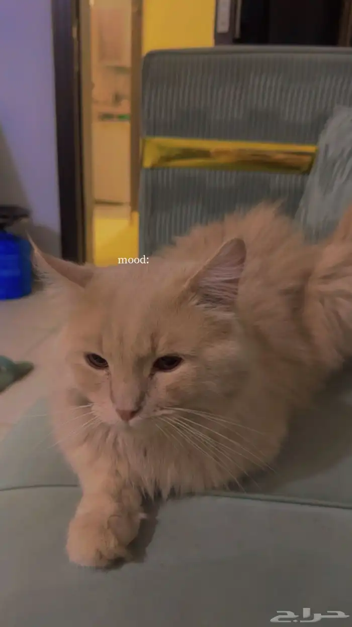 قطط للتبني 1