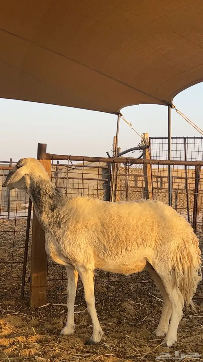 شاه حريه حايل 1