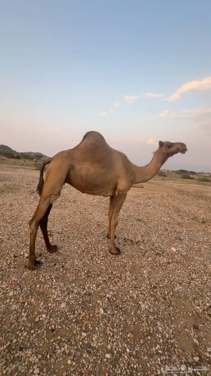 ابل للبيع العدد. 2 0