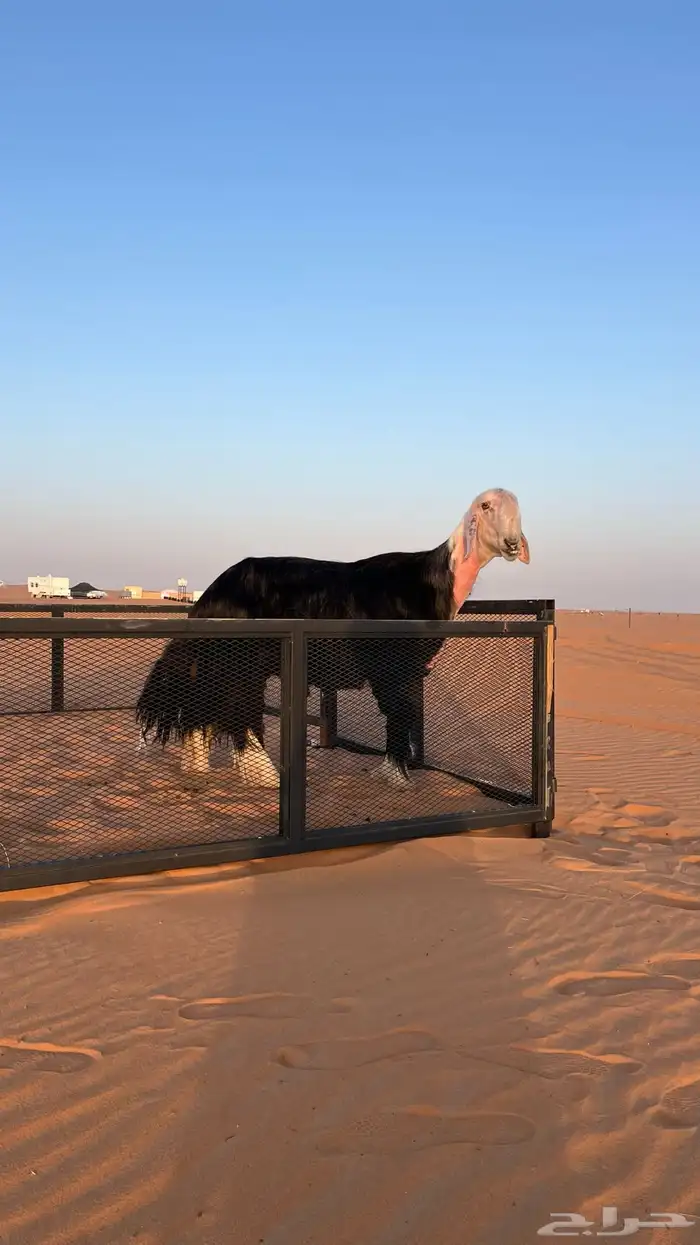 فحل نجدي غيررر مشروووط. 0