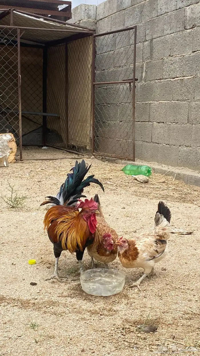 دجاج بلدي كفو 2