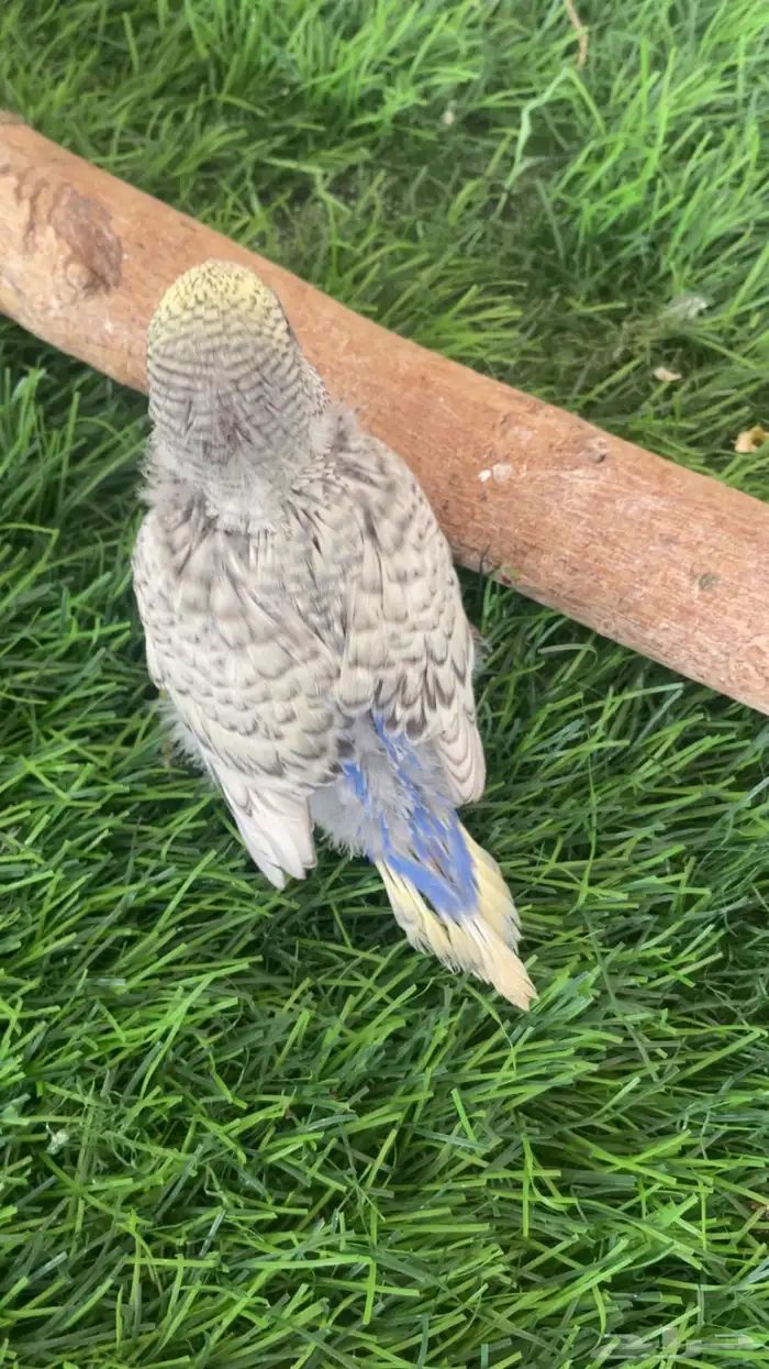 فروخ بادجي ( تم البيع ) 0