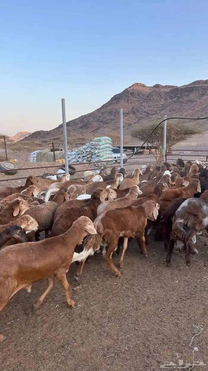 طليان سواكن حمري جادعان مرابى مناسبات زواجات ثلاجات 2