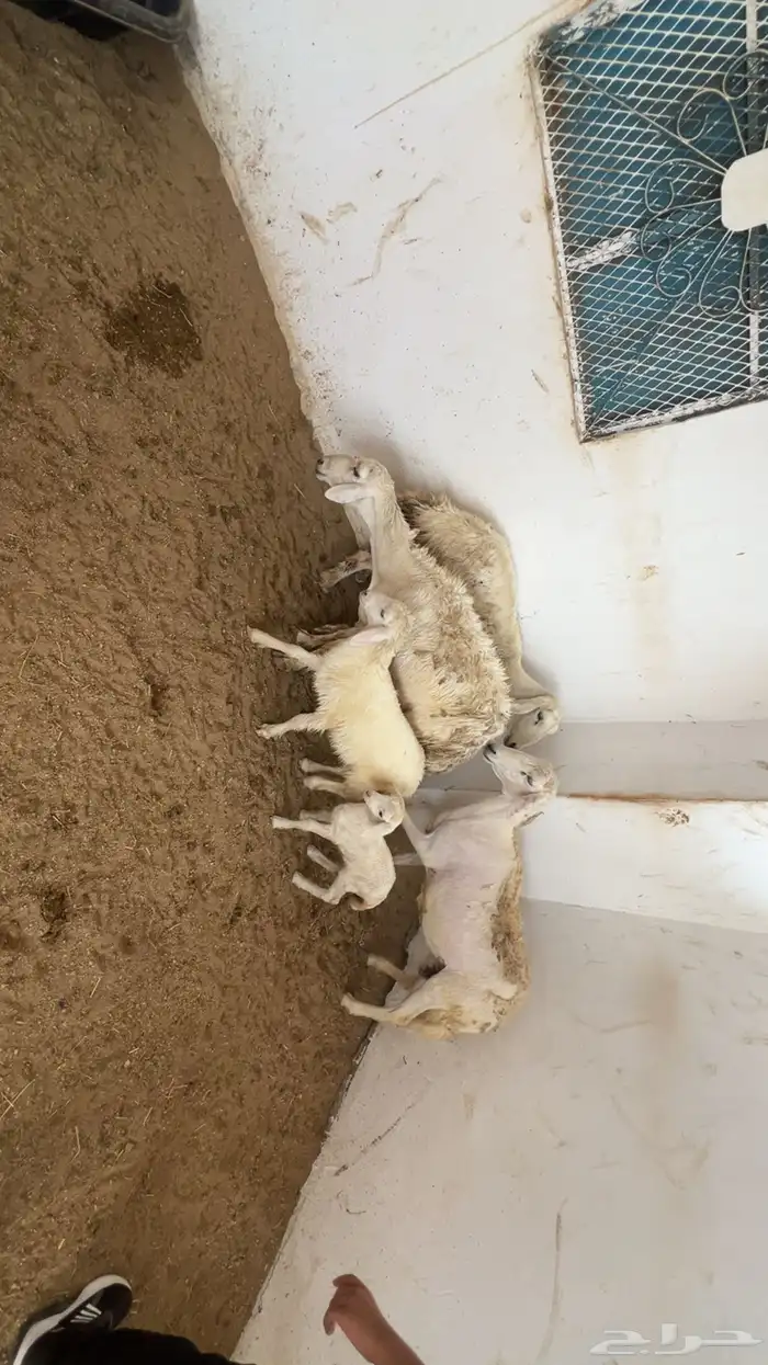 ضان بعيالها للبيع 2