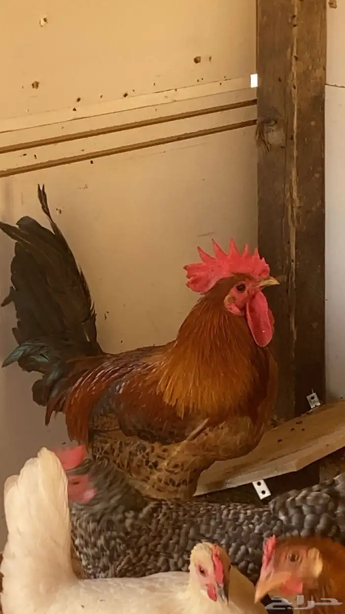 ديكه للبيع 0