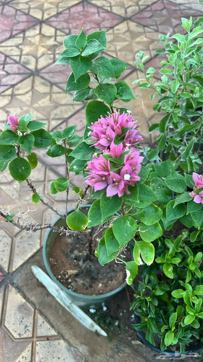 أشجار متوسط جميله 10