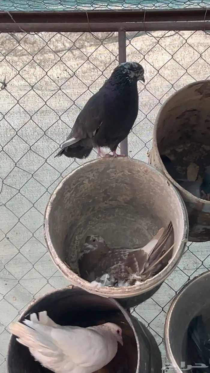 حمام للبيع 4