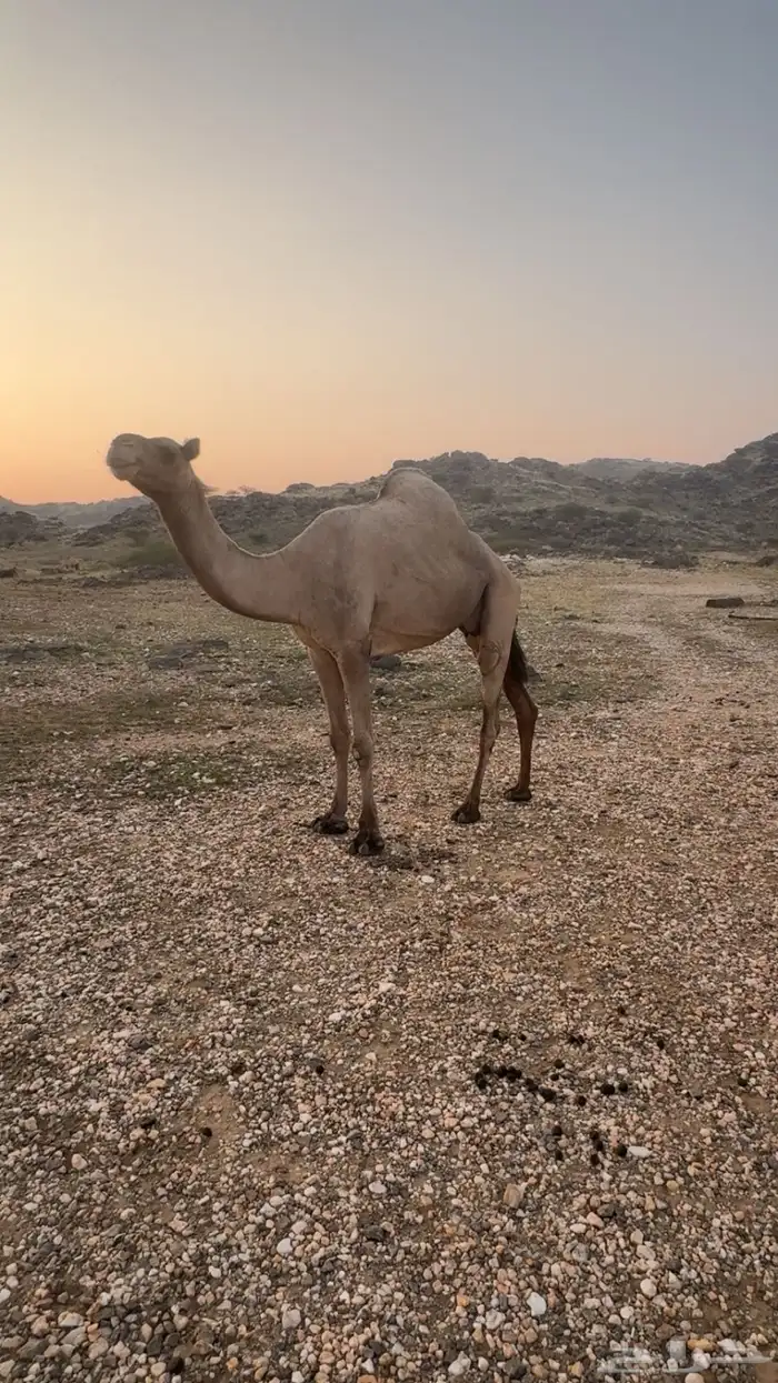 ابل للبيع العدد. 2 2