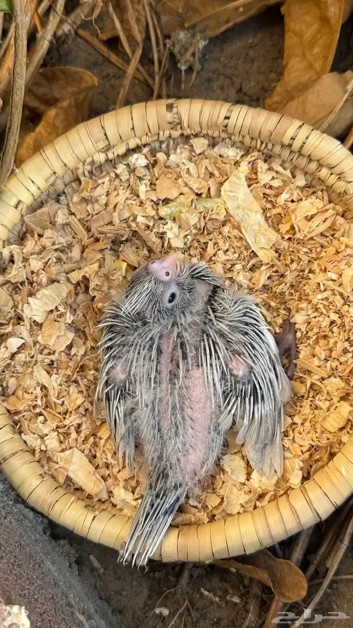 كروان ايميرالد عشاق الطفرات ( تم البيع ) 1