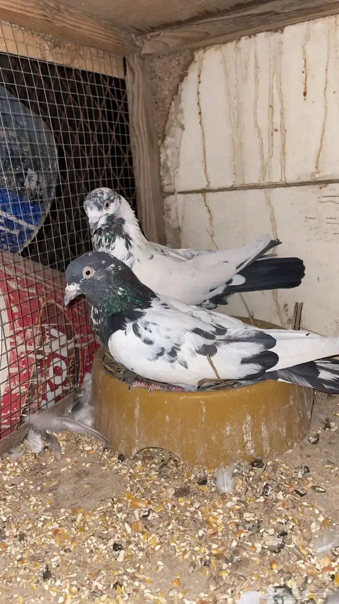 حمام 0