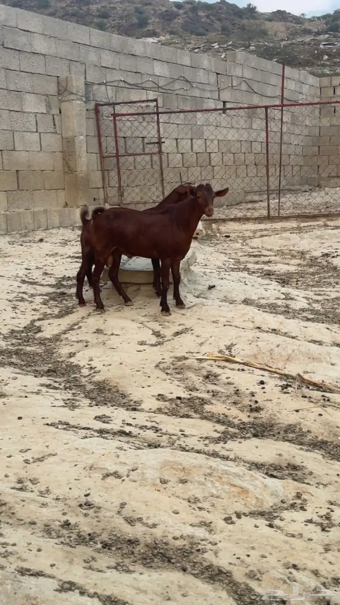 فحول دهم( تم البيع ) 0