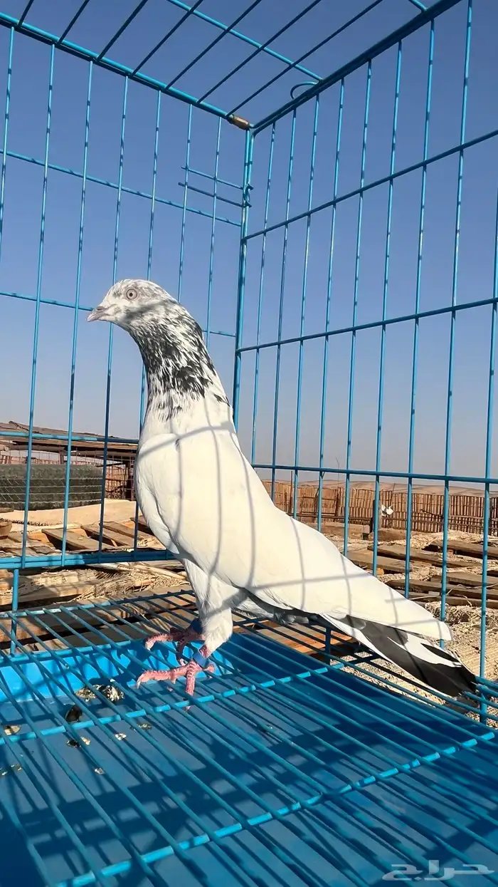 جوزين باكستاني ثنين ذكور الوحشي 9