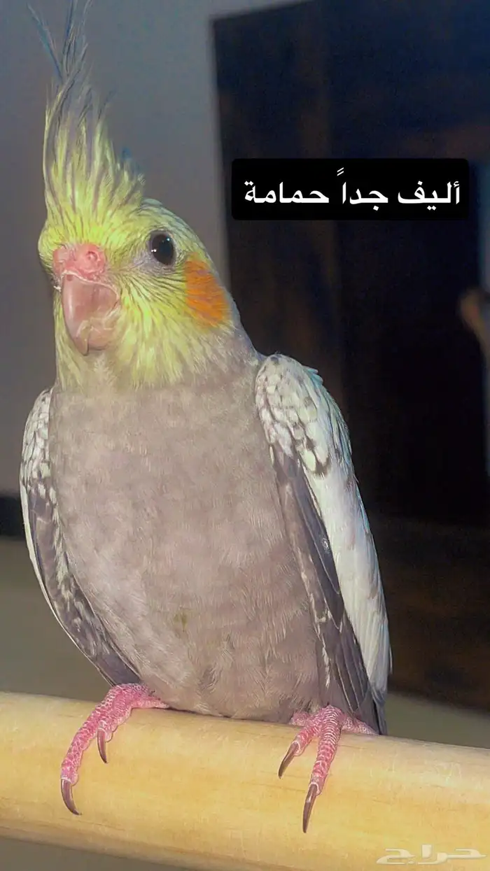 كروان أليف حمامه ومفطوم تم البيع 2