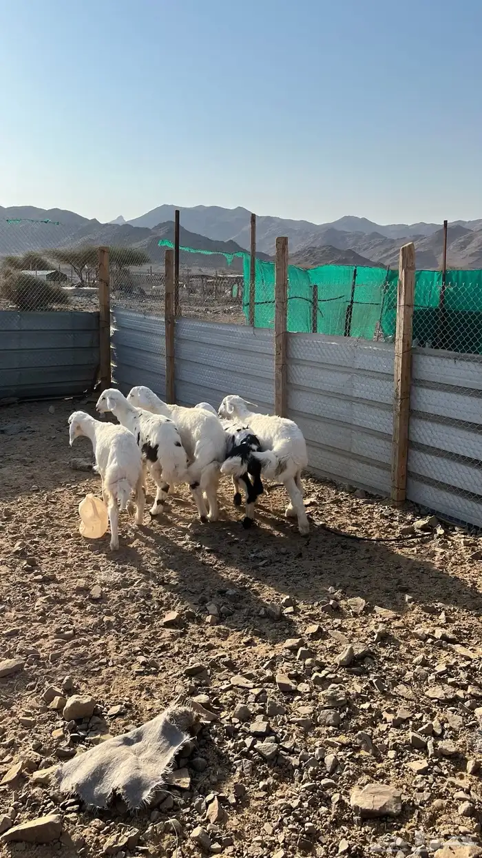 طليان تم البيع 0