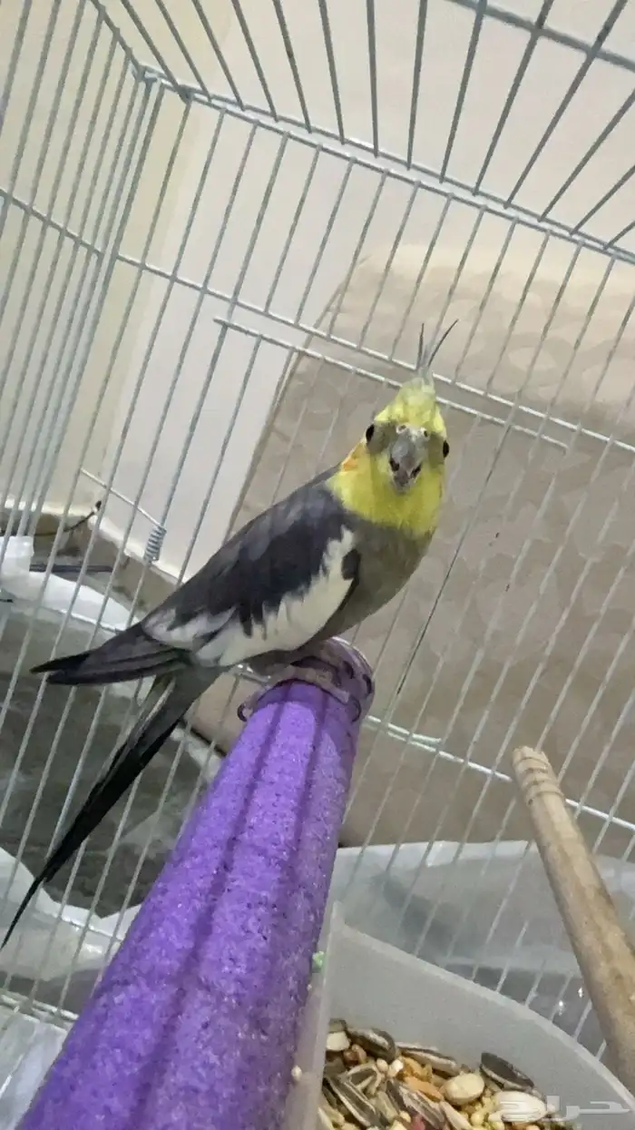 جوز كروان 0