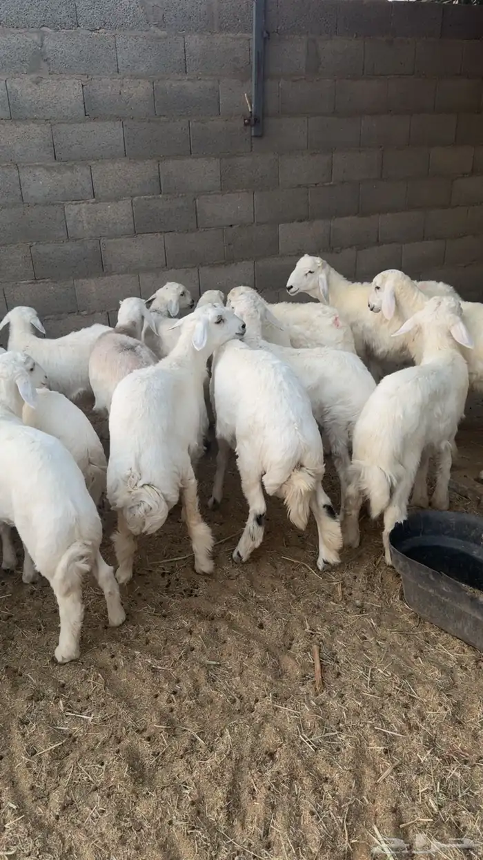 22 هرفي زبده شعره ملكيه 0