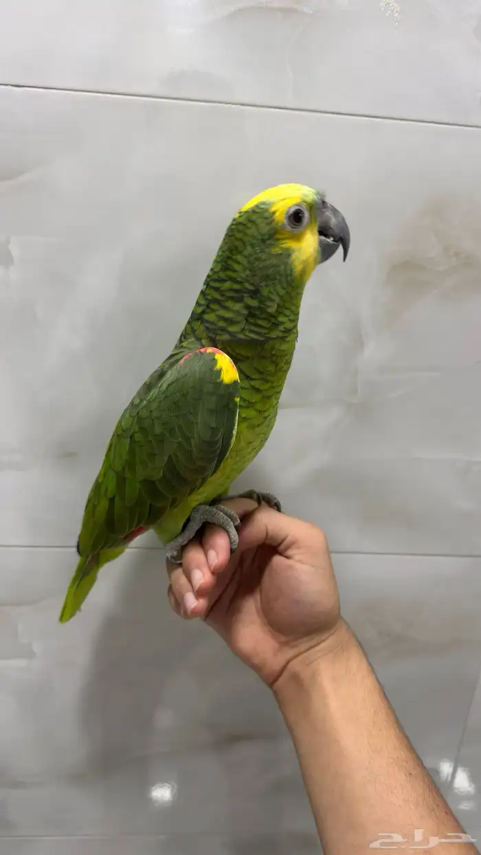 ببغاء أمازون درجة ثانيه 3