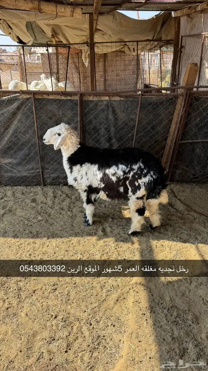 رخال للبيع 0
