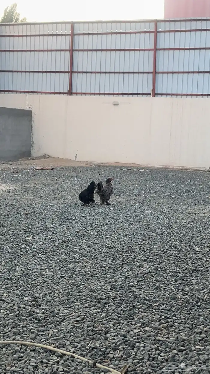 دجاج براهما للبيع 1