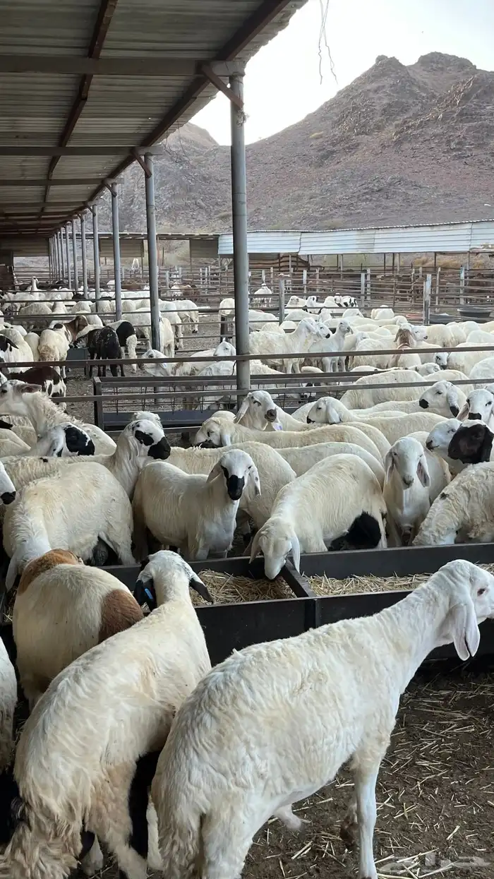 طليان سواكن دمازين شبيه الحري مرابى 6