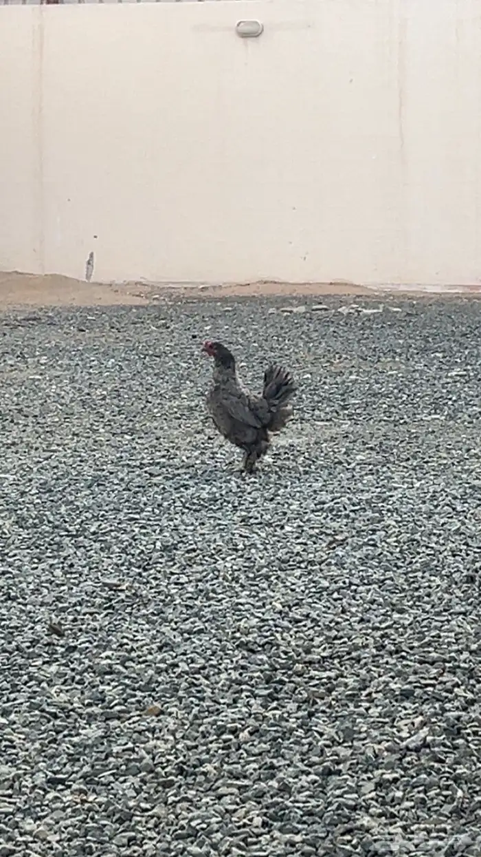 دجاج براهما للبيع 0