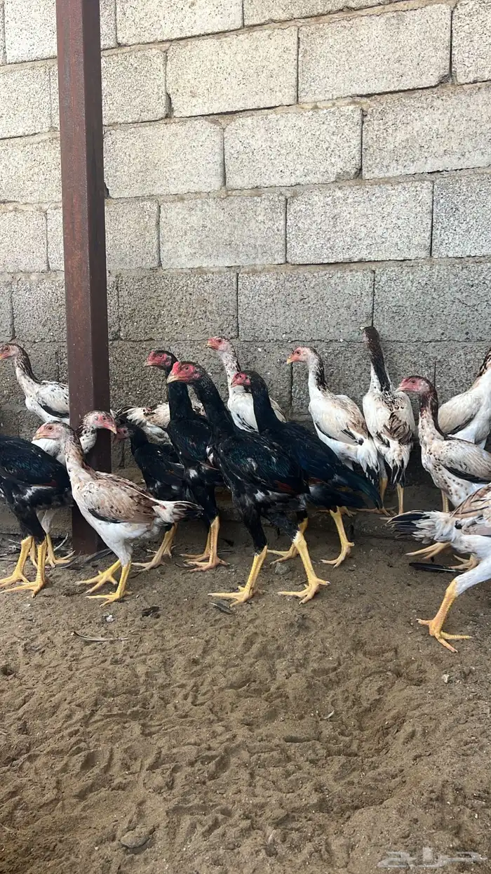 فروخ شامو ياباني 2