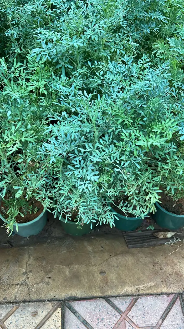 أشجار متوسط جميله 4