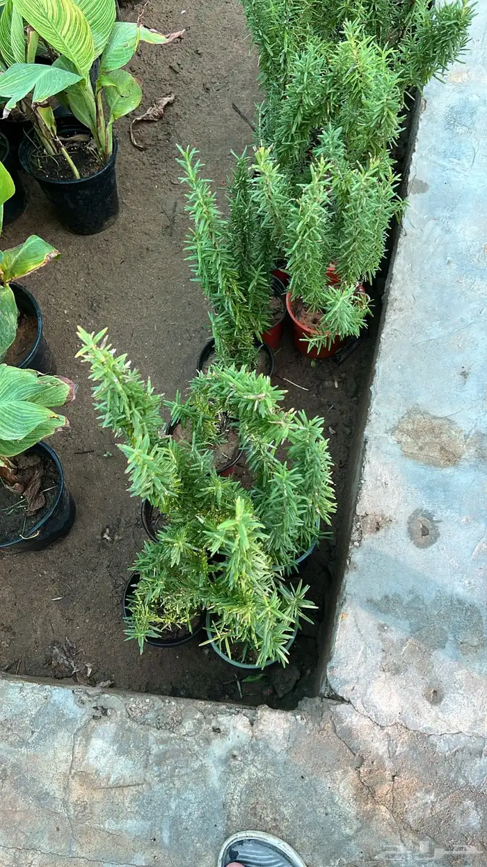 أشجار متوسط جميله 0