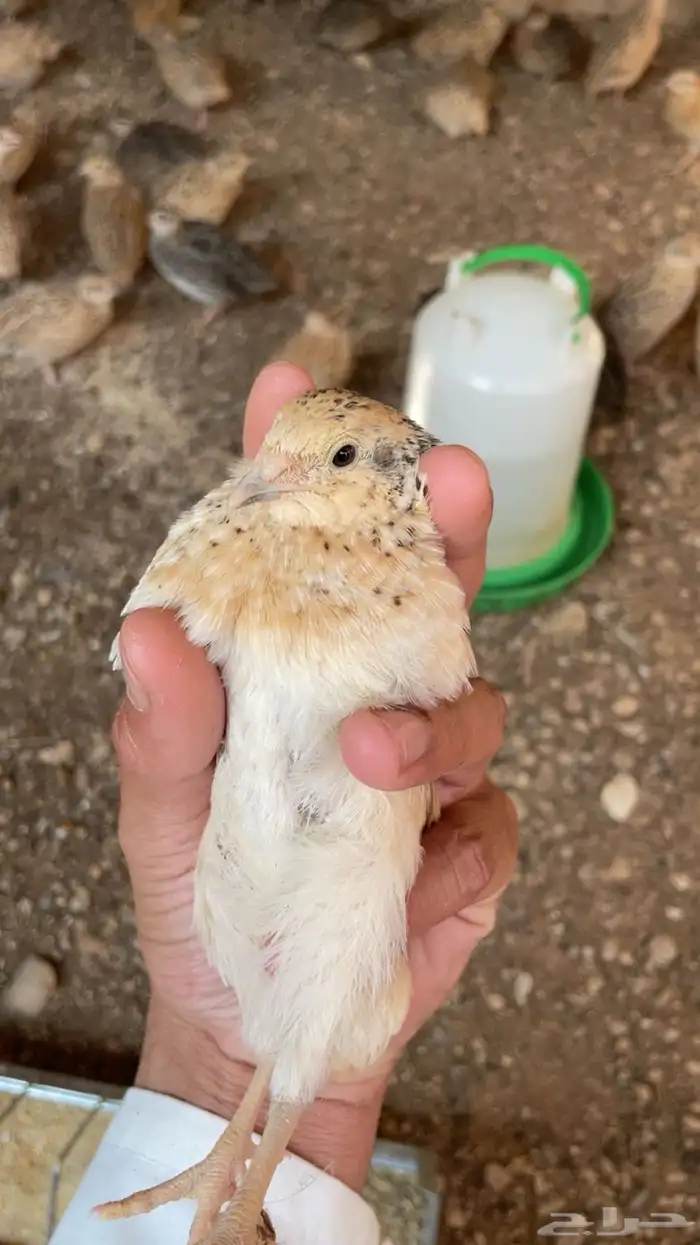 سمان للبيع 0