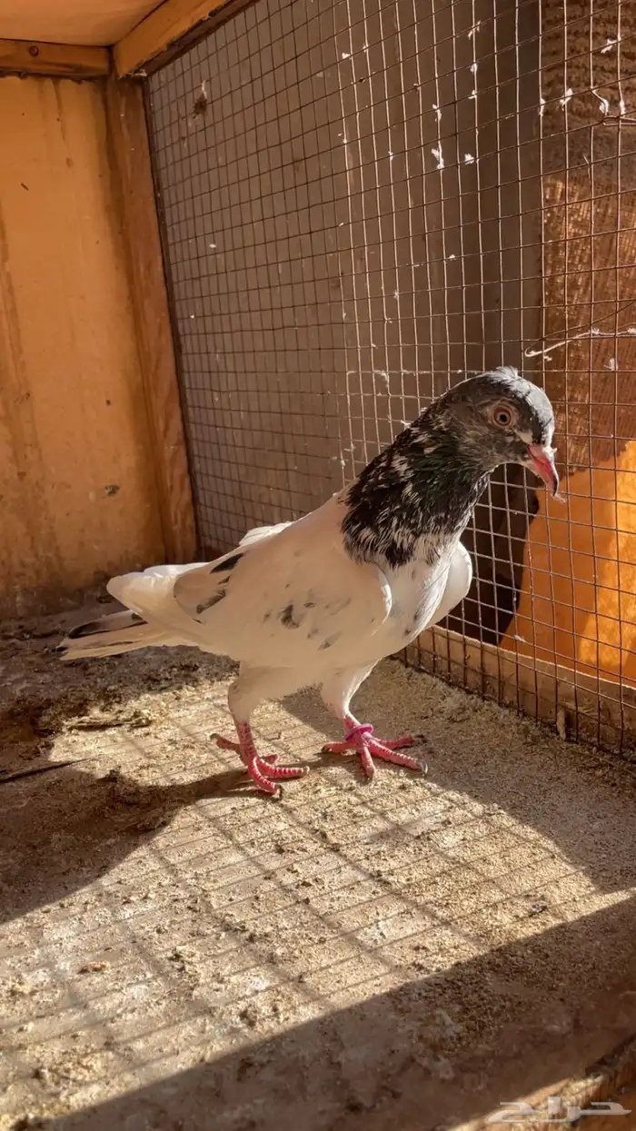 اجوز باكستاني 2