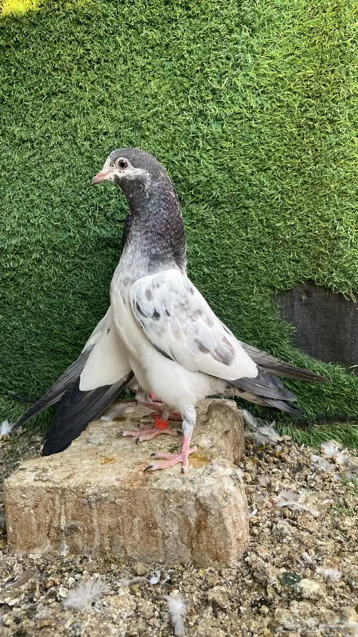 طبات باكستاني ( تم البيع ) 0