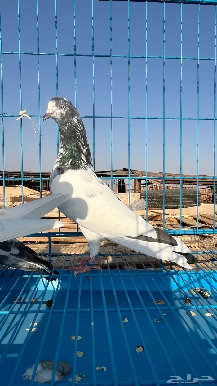 جوزين باكستاني ثنين ذكور الوحشي 6