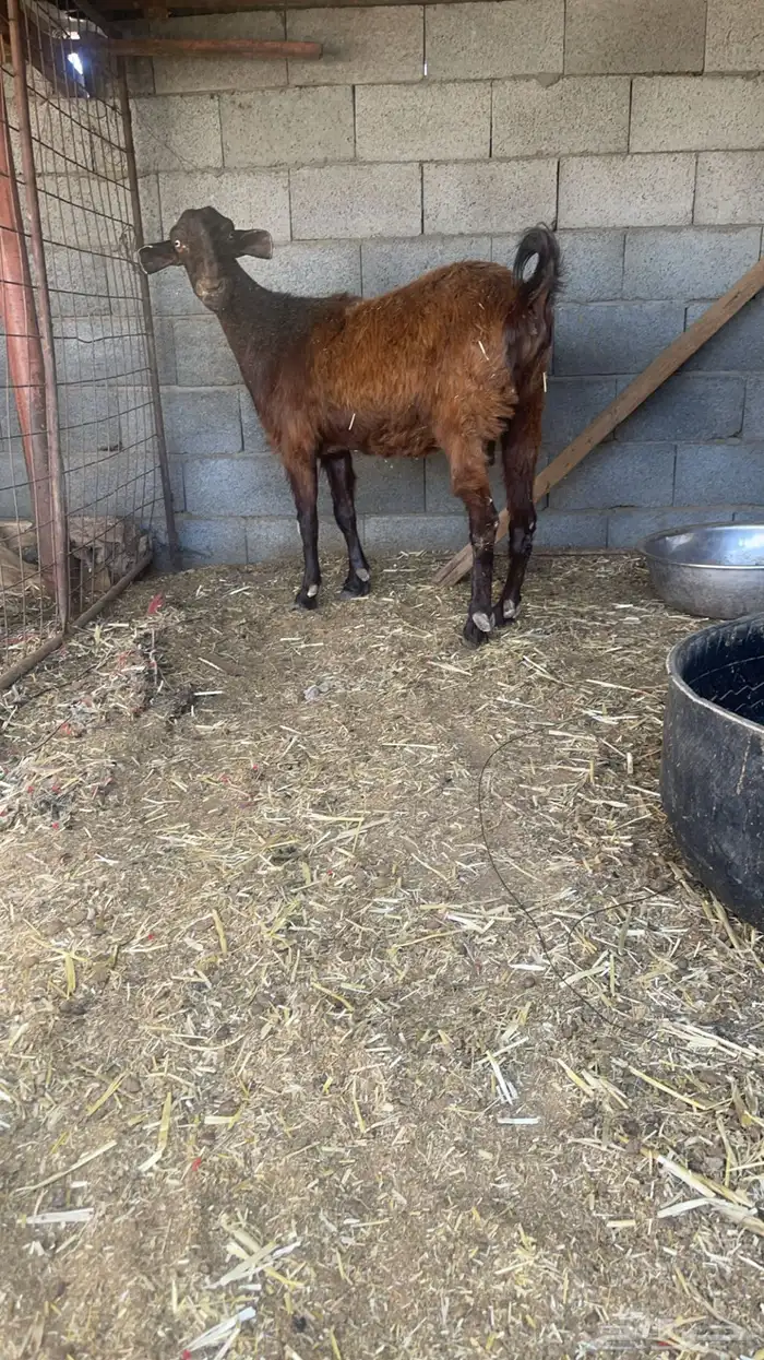 عنز شاميه صنف دافع 0