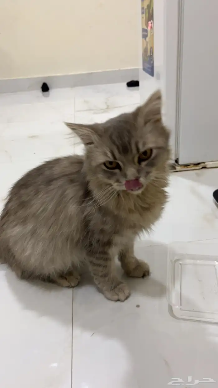 قط للتبني العاجل 3