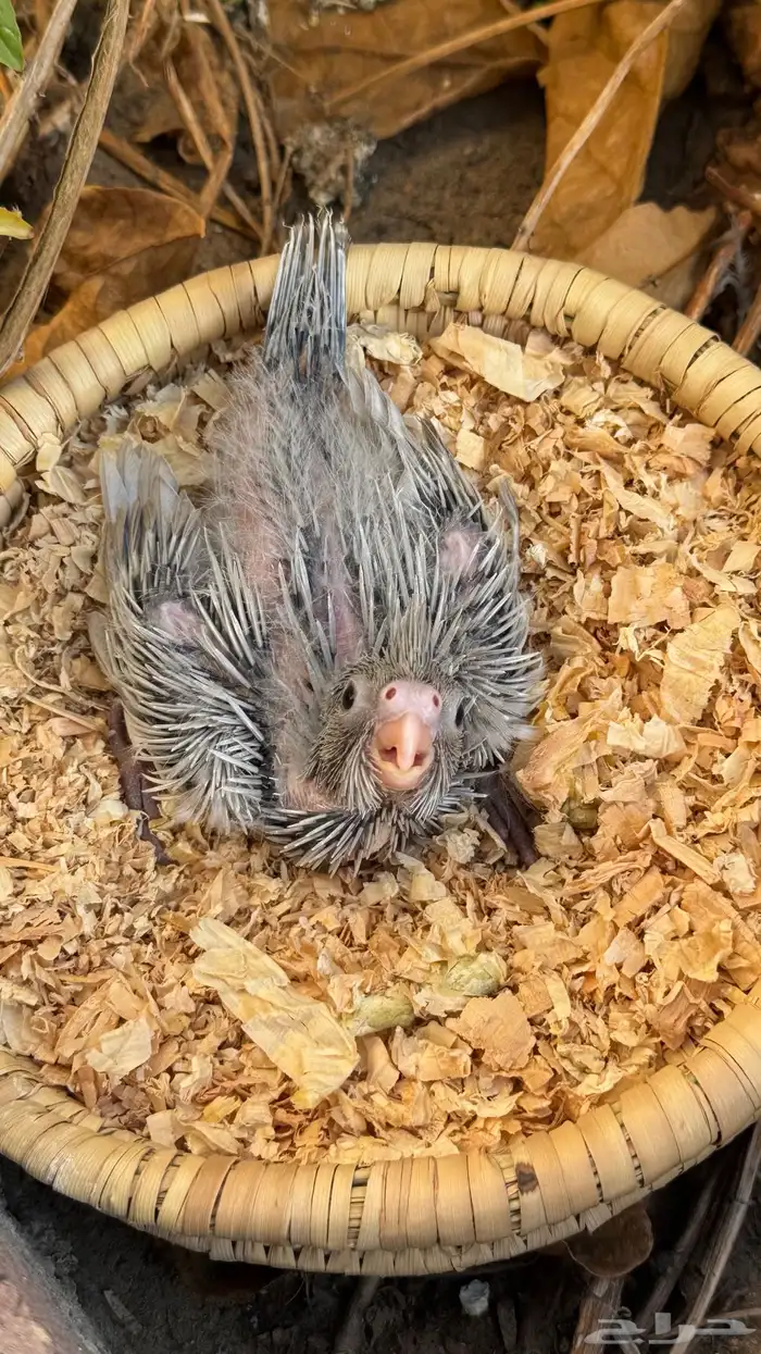 كروان ايميرالد عشاق الطفرات ( تم البيع ) 2