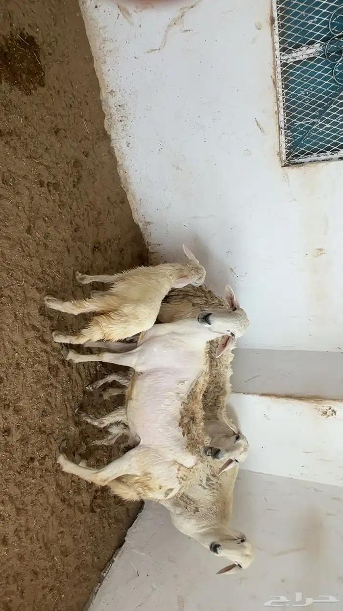 ضان بعيالها للبيع 3