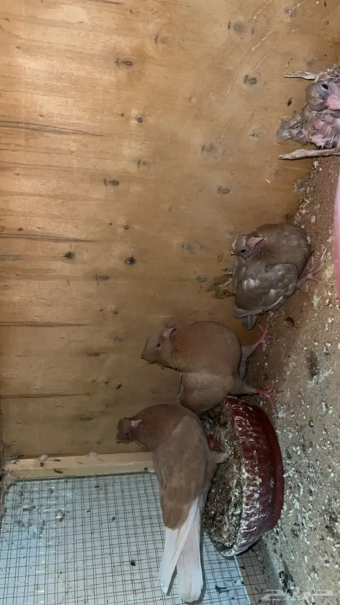 جوز قطايف صفر مقنبرات بعياله 2