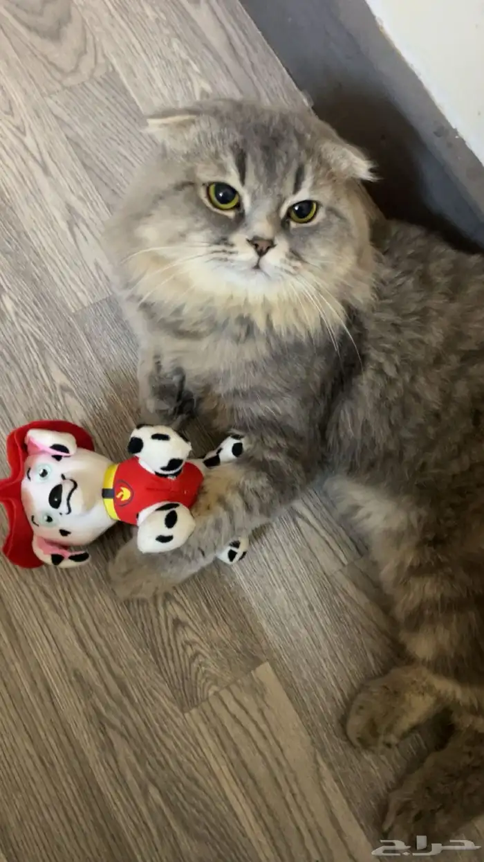 قط ذكر شيرازي مفقود 0