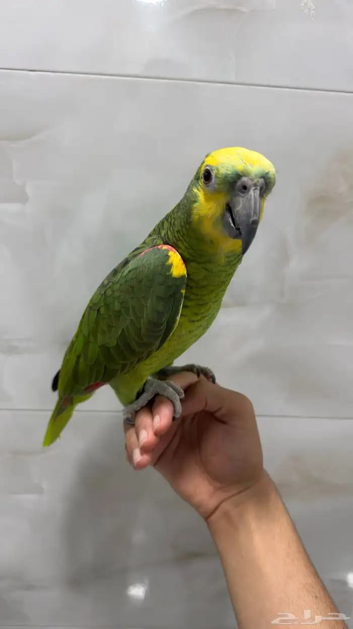 ببغاء أمازون درجة ثانيه 2