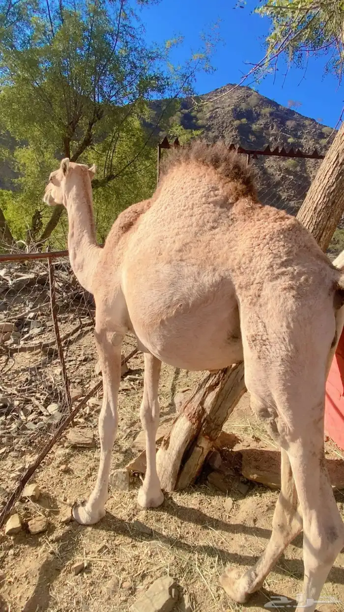 قعود لباني 0