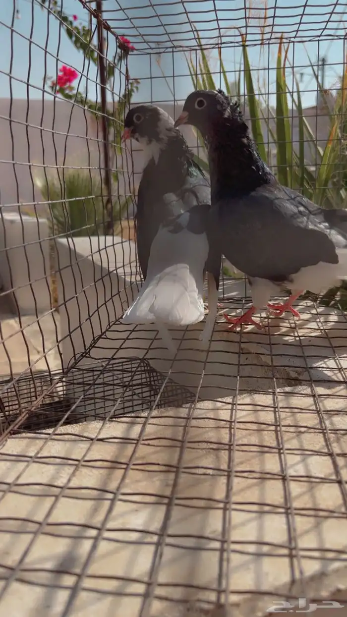 طيور حمام قلابي 2