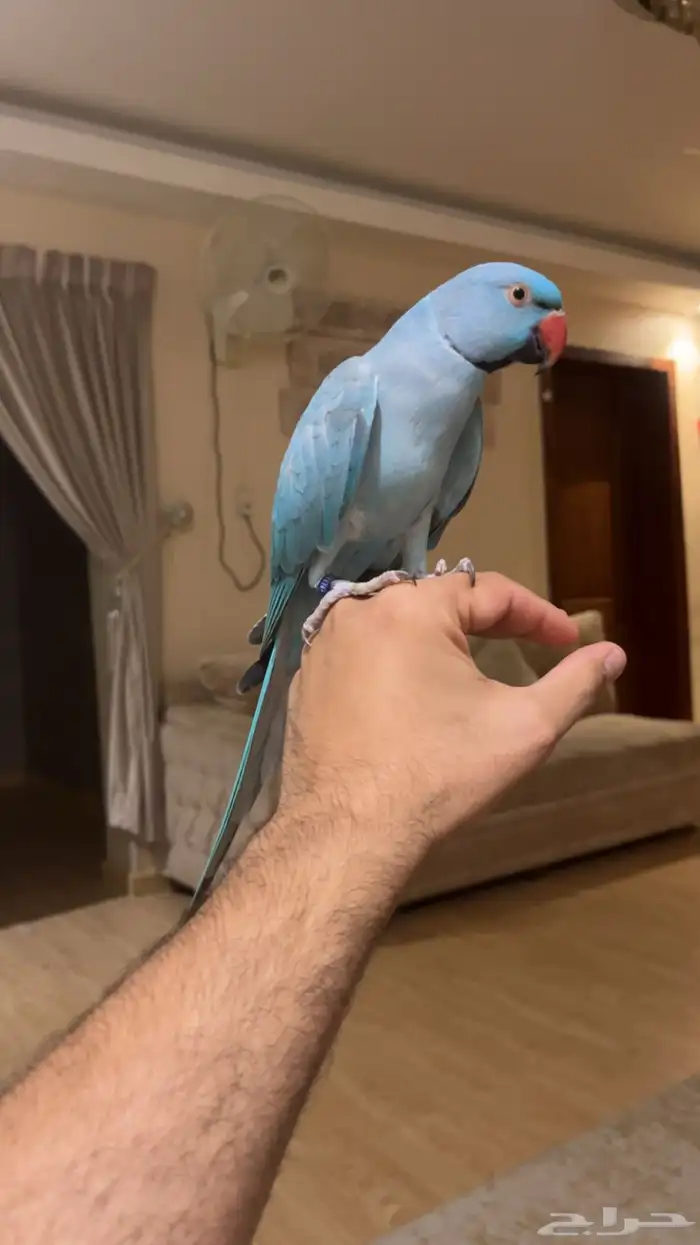 تم البيع تم البيع دره ازرق اليف حمامه 1